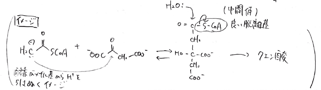 【大学の生化学】クエン酸回路の各反応について、わかりやすく解説！ – ばけライフ