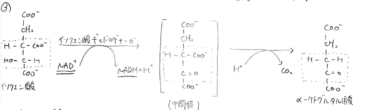 【大学の生化学】クエン酸回路の各反応について、わかりやすく解説！ ばけライフ