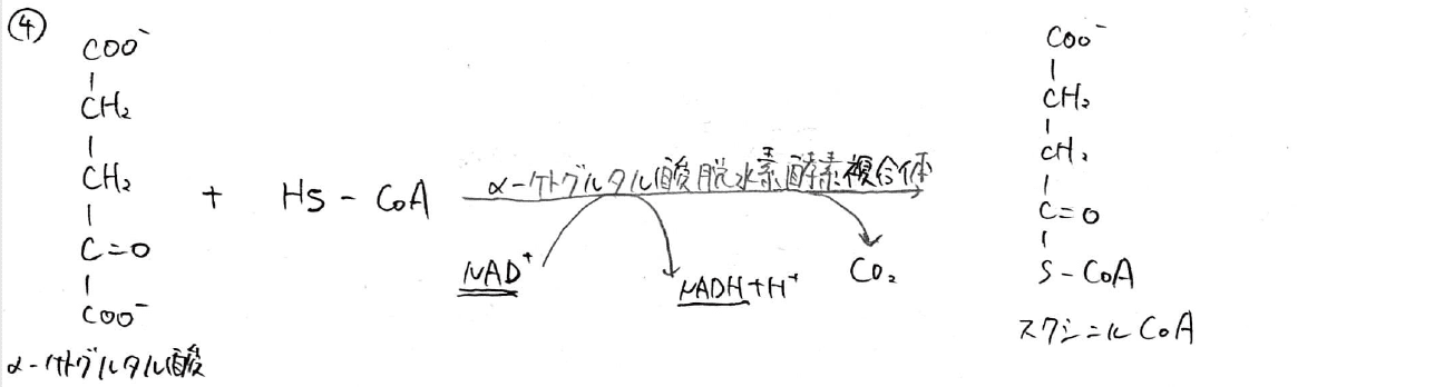 【大学の生化学】クエン酸回路の各反応について、わかりやすく解説！ ばけライフ