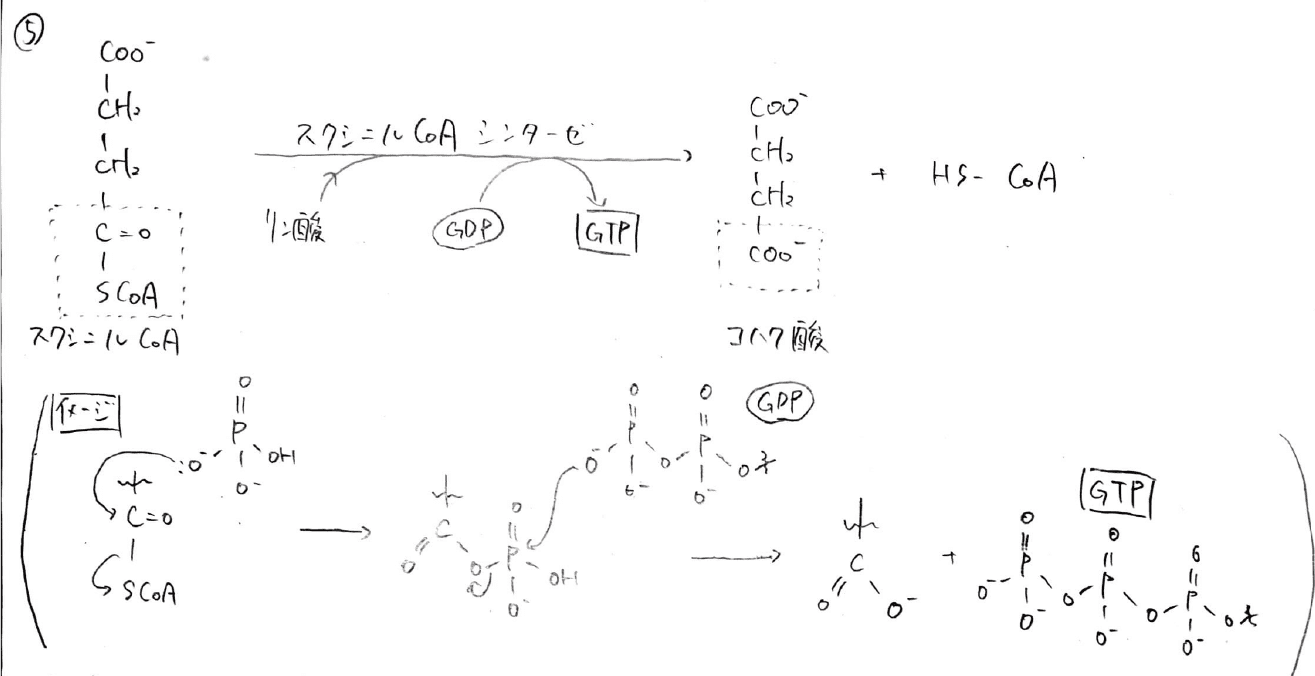【大学の生化学】クエン酸回路の各反応について、わかりやすく解説! ばけライフ